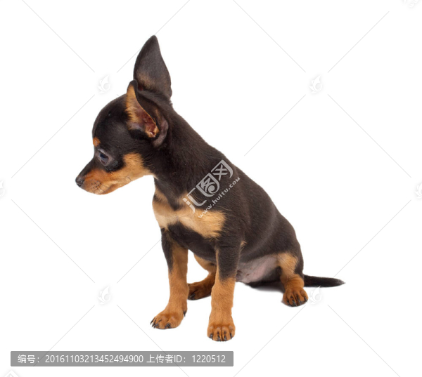 俄羅斯玩具獵犬在白色背景