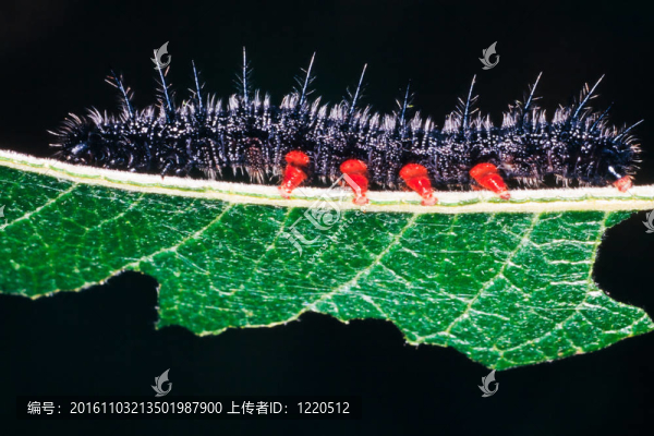 卡特彼勒哀悼斗篷蝴蝶