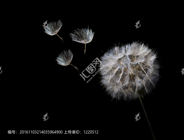 蒲公英
