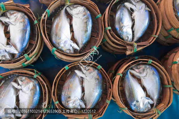 馬鮫魚(yú)