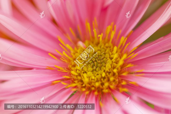 雛菊