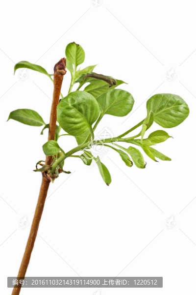 年輕的分支