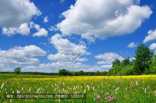 春天的風(fēng)景
