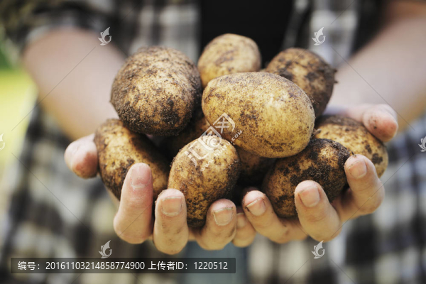 馬鈴薯收獲