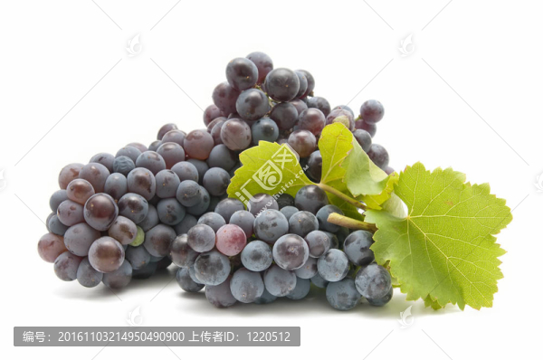 釀酒葡萄