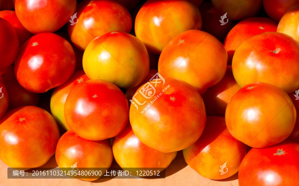 成熟的紅番茄完美的蔬菜