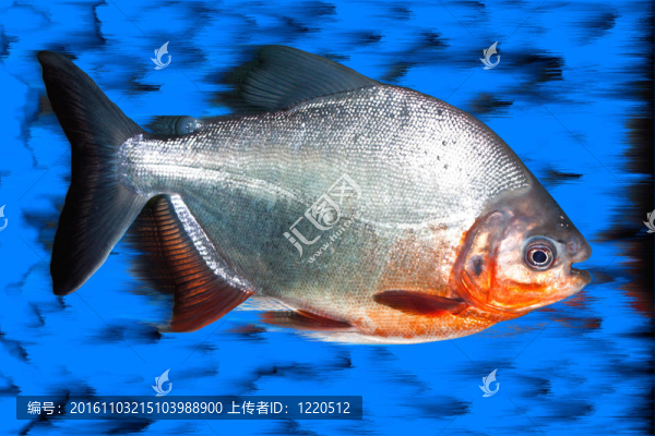 食人魚(yú)