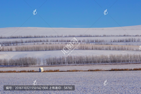 農(nóng)田防護(hù)林雪景