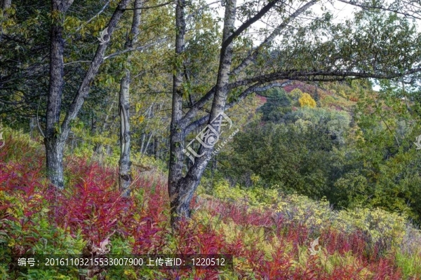 白樺樹和雜草在秋季