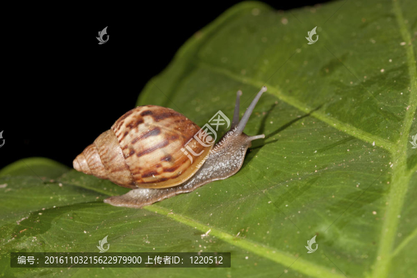 蝸牛