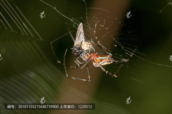 蜘蛛