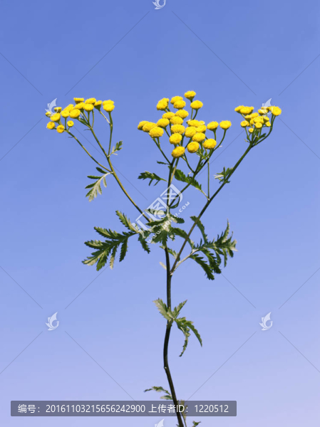 艾菊的花