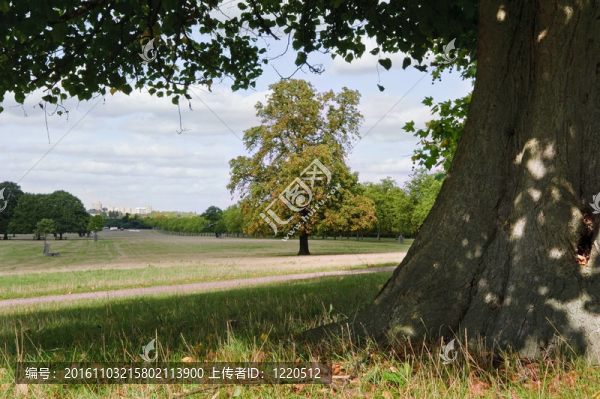 女王的皇家官邸溫莎溫莎大公園的樹木被通過