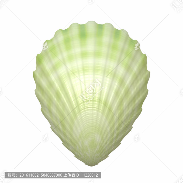 大白海貝殼