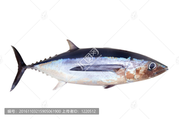 長鰭金槍魚魚鮪