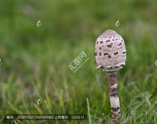 野生蘑菇傘菌完善草甸在秋天