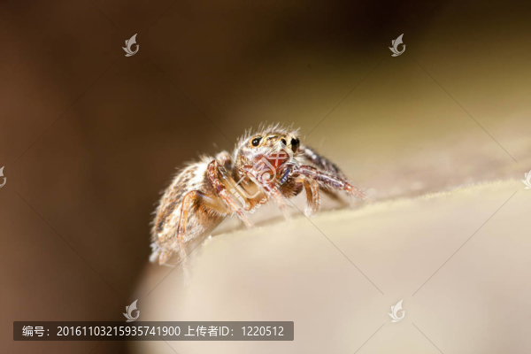 跳蛛