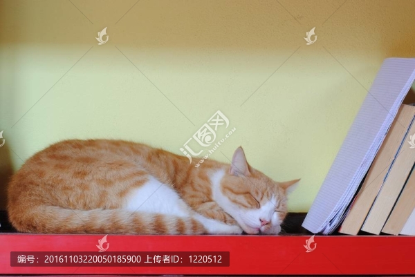 橙色貓睡在紅色書架上