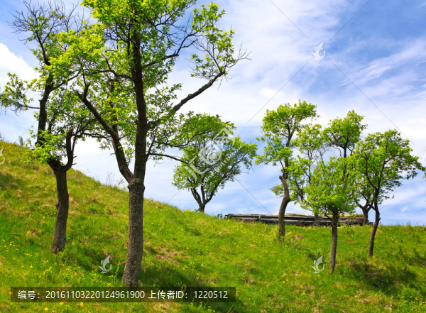 山上的果園