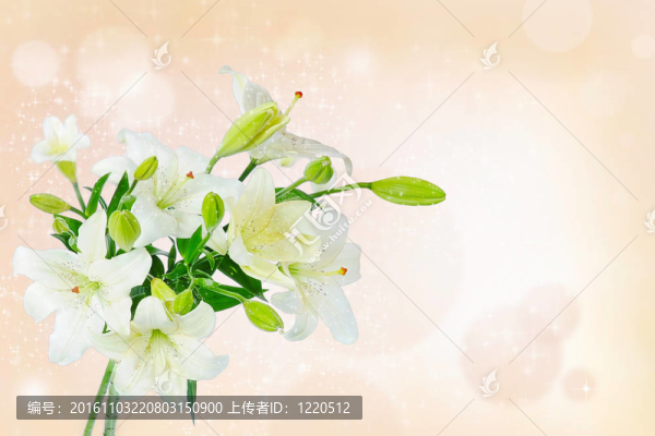 美麗的百合花