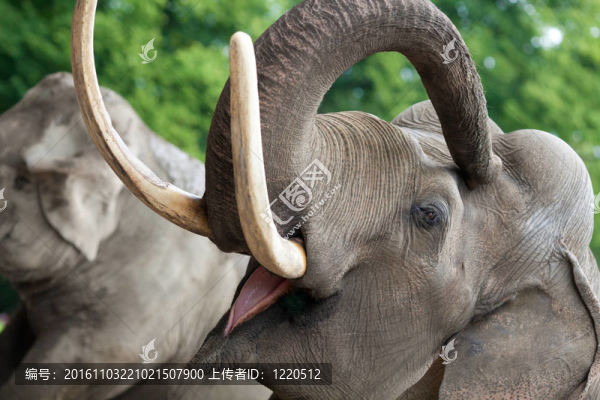 大象特寫