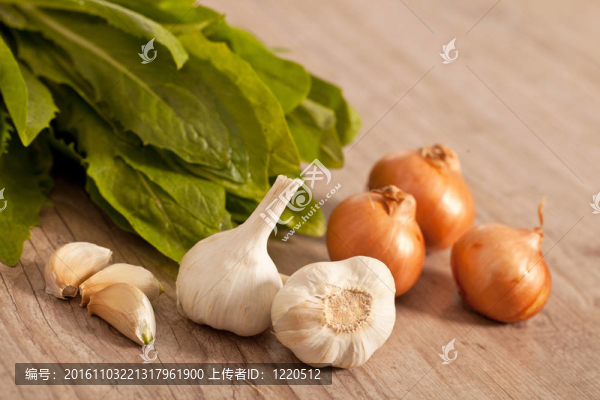 菊苣