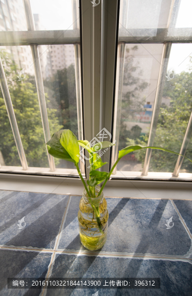 窗臺(tái)植物