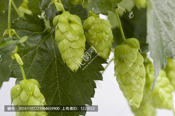 跳（啤酒花）