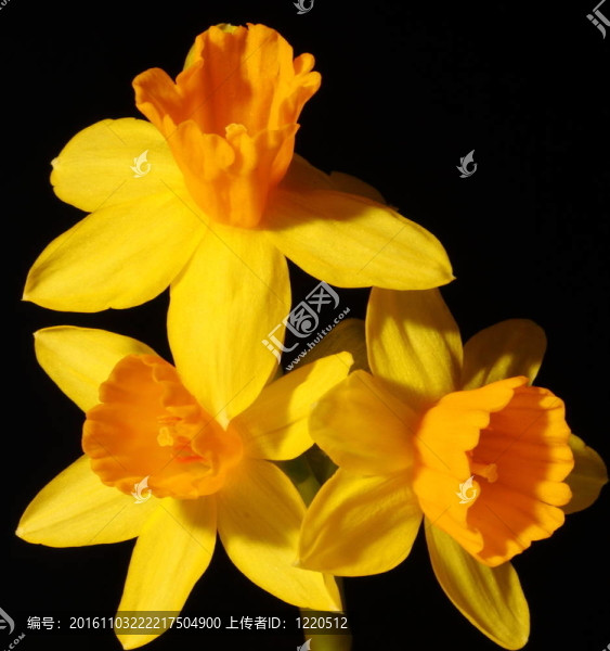 水仙花孤立在黑