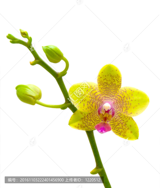 白色背景上的黃色蘭花