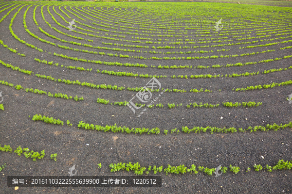 在火山礫的地面灌溉系統(tǒng)