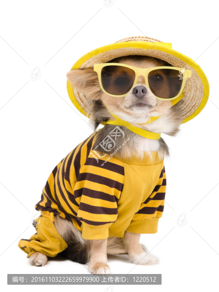 奇瓦瓦的夏天