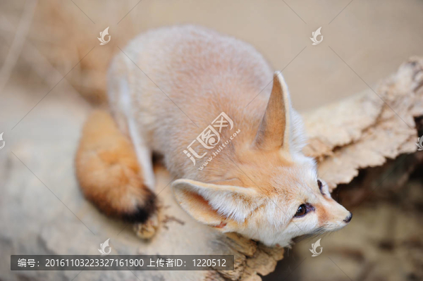 芝加哥動物園