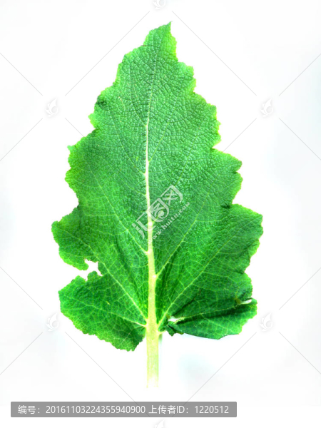 一種植物的葉子