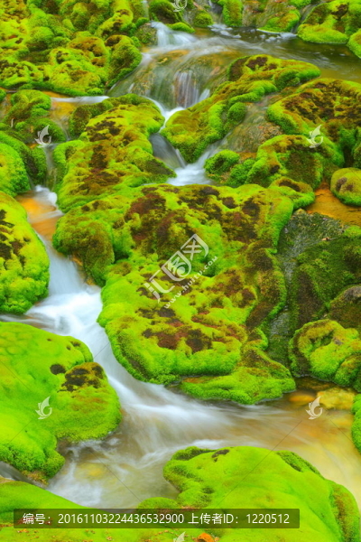 帶水的綠色苔蘚