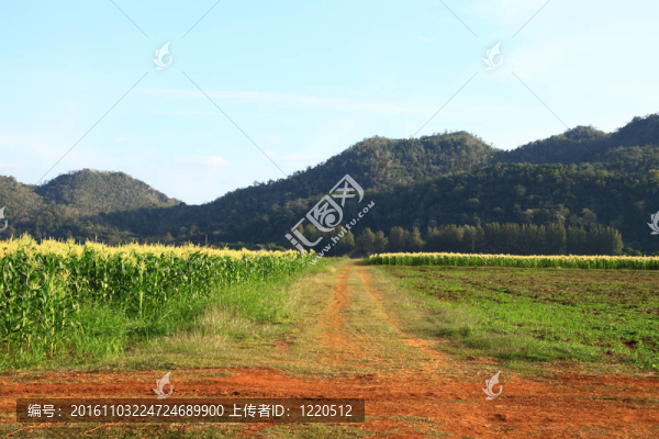 布朗路到國(guó)家玉米場(chǎng)。