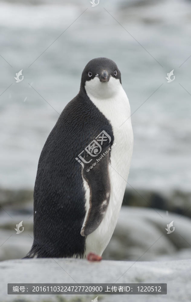 在海洋的背景，一個(gè)年輕的Adelie,penguin。