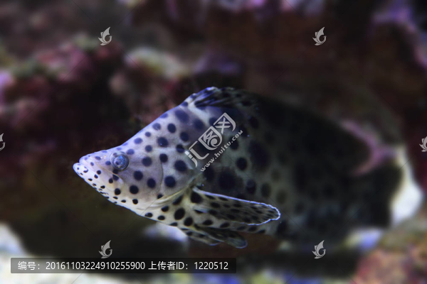 exotis魚