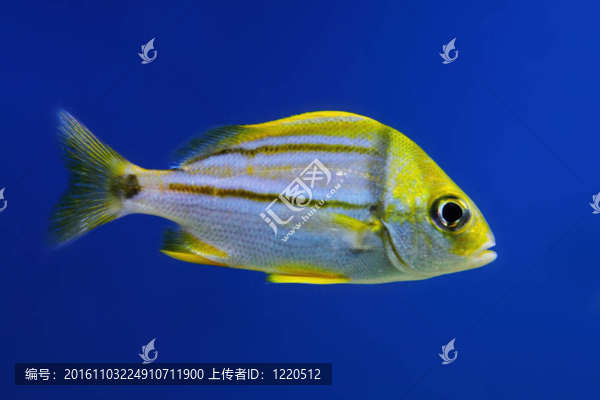exotis魚