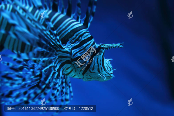獅子魚（龍魚；蚰）