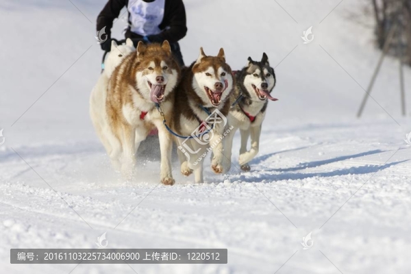 雪橇犬比賽在Lenk,/瑞士2012