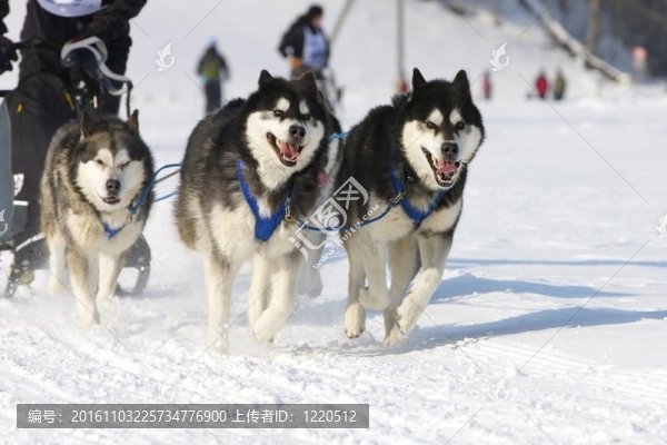 雪橇犬比賽在Lenk,/瑞士2012