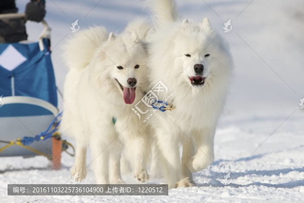 雪橇犬比賽在Lenk,/瑞士2012