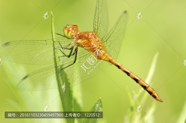 女黃腿meadowhawk