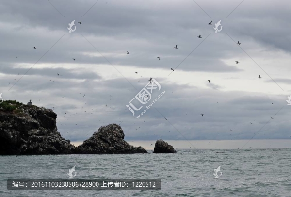 鸻鷸類在海鷗島