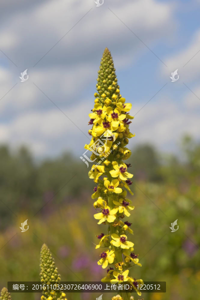 黑暗毛蕊花