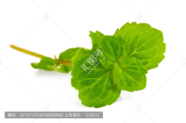 鮮綠色的薄荷枝