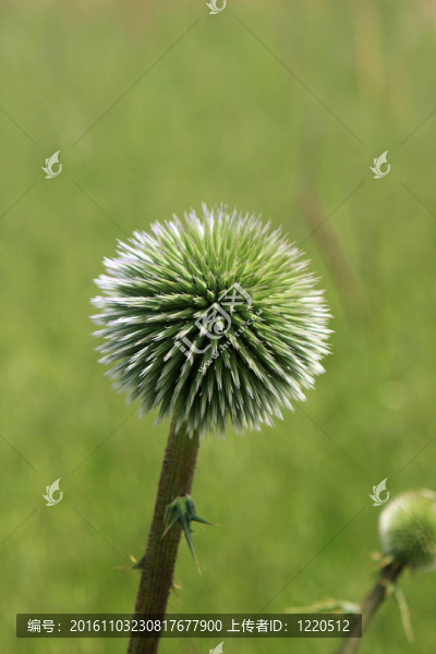 綠色薊