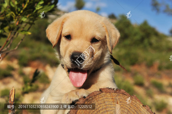 小狗拉布拉多獵犬