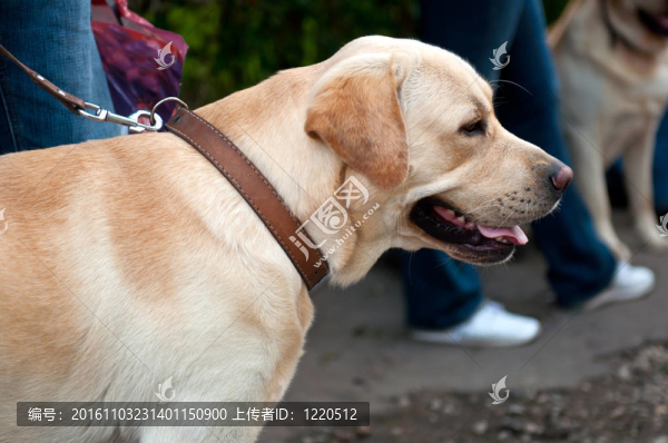 狗